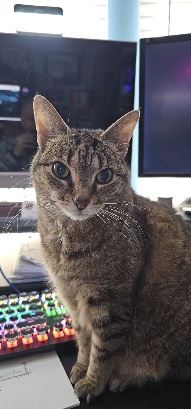 Airport Animal Hospital