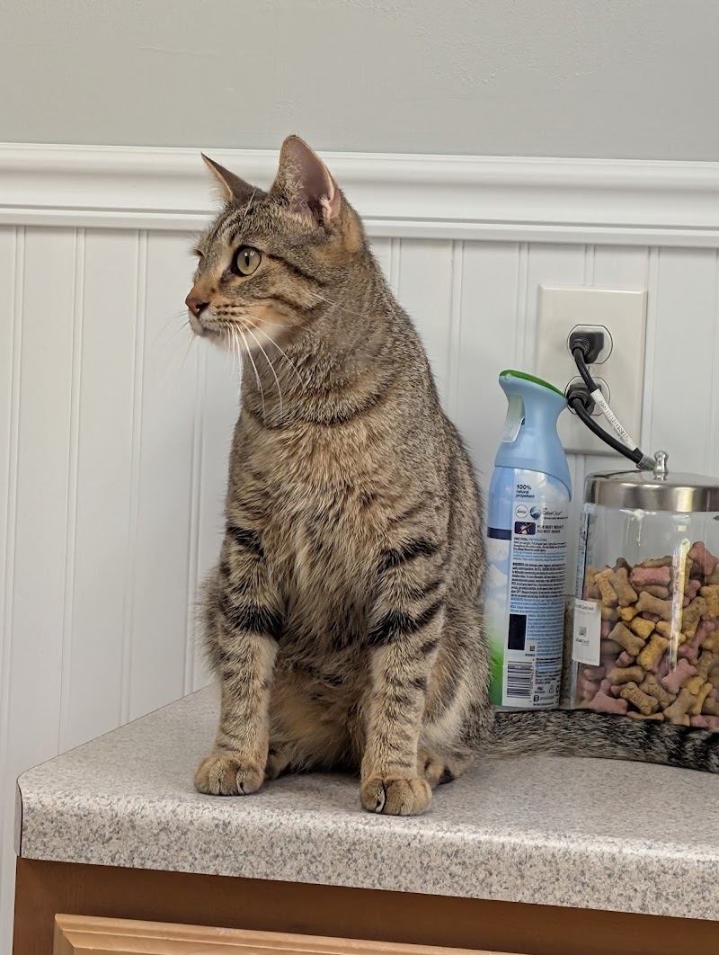 Airport Animal Hospital photo 2