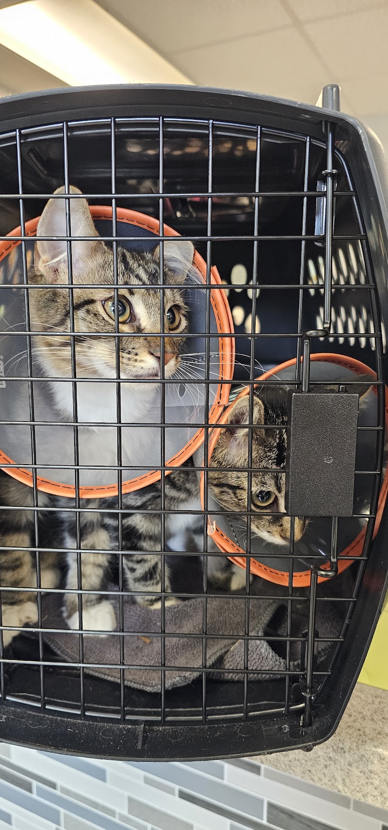 Airport Animal Hospital photo 3