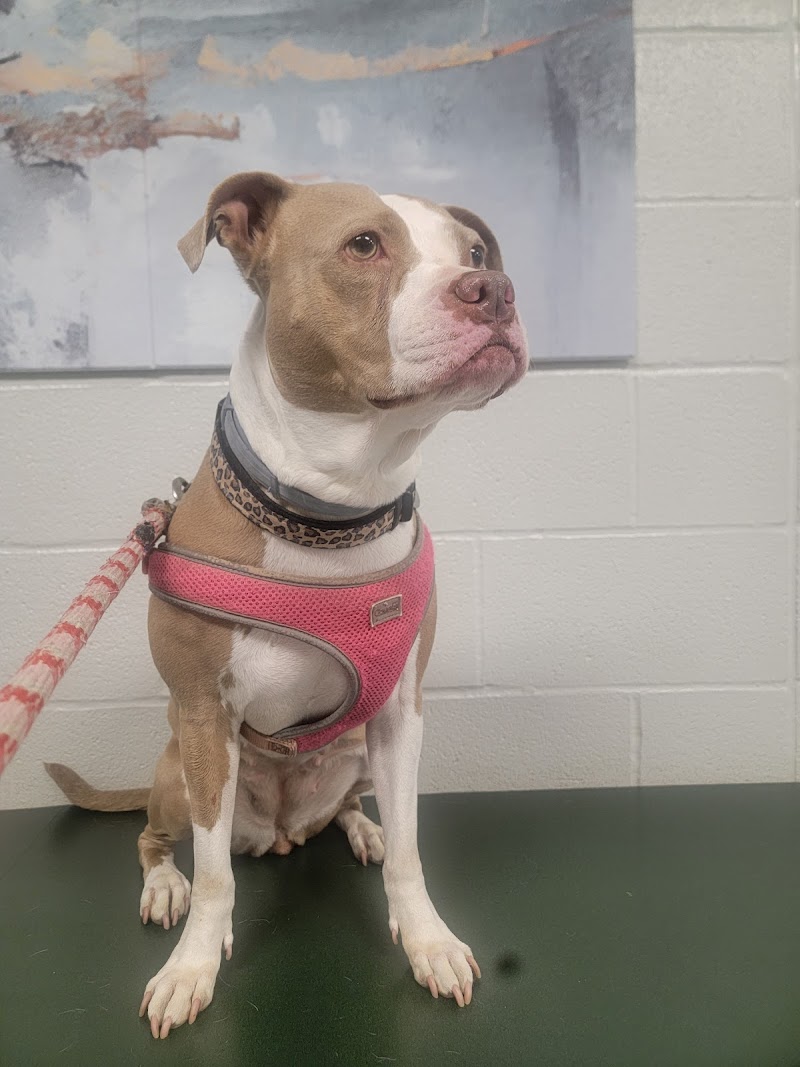 Gateway Animal Clinic photo 3