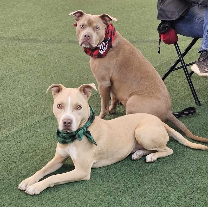 Thunder's Pack Canine Training