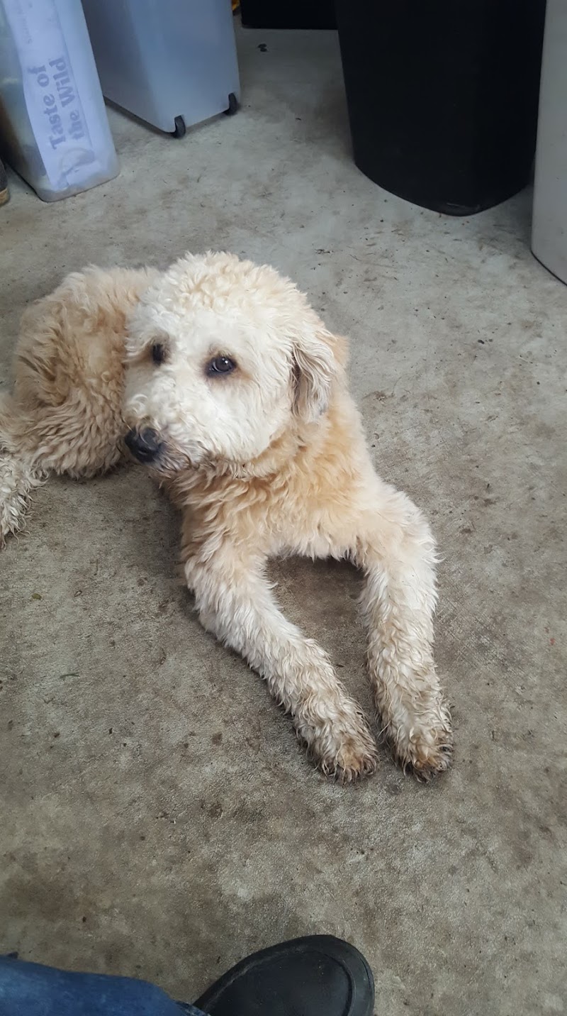 Thunder's Pack Canine Training photo 2