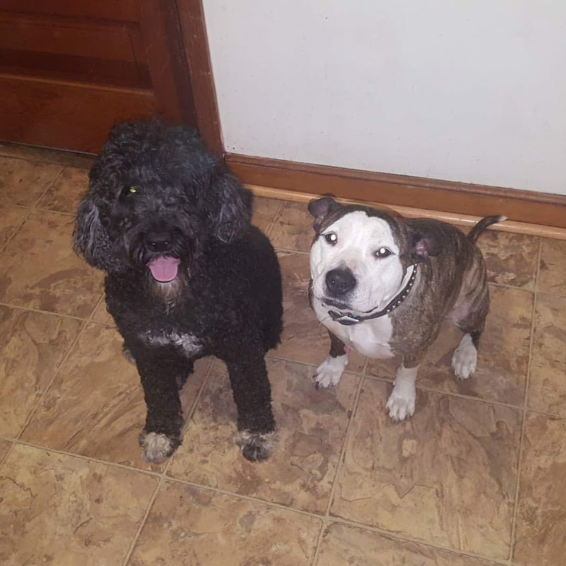 Thunder's Pack Canine Training photo 3