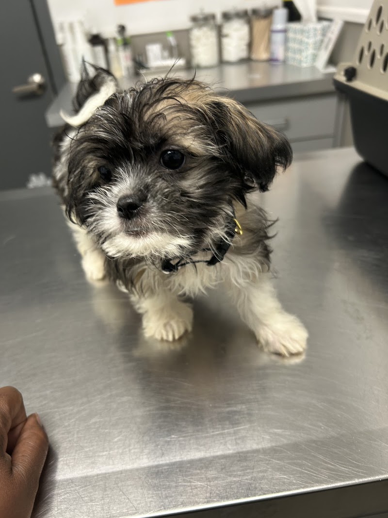 Hurley Dog and Cat Hospital