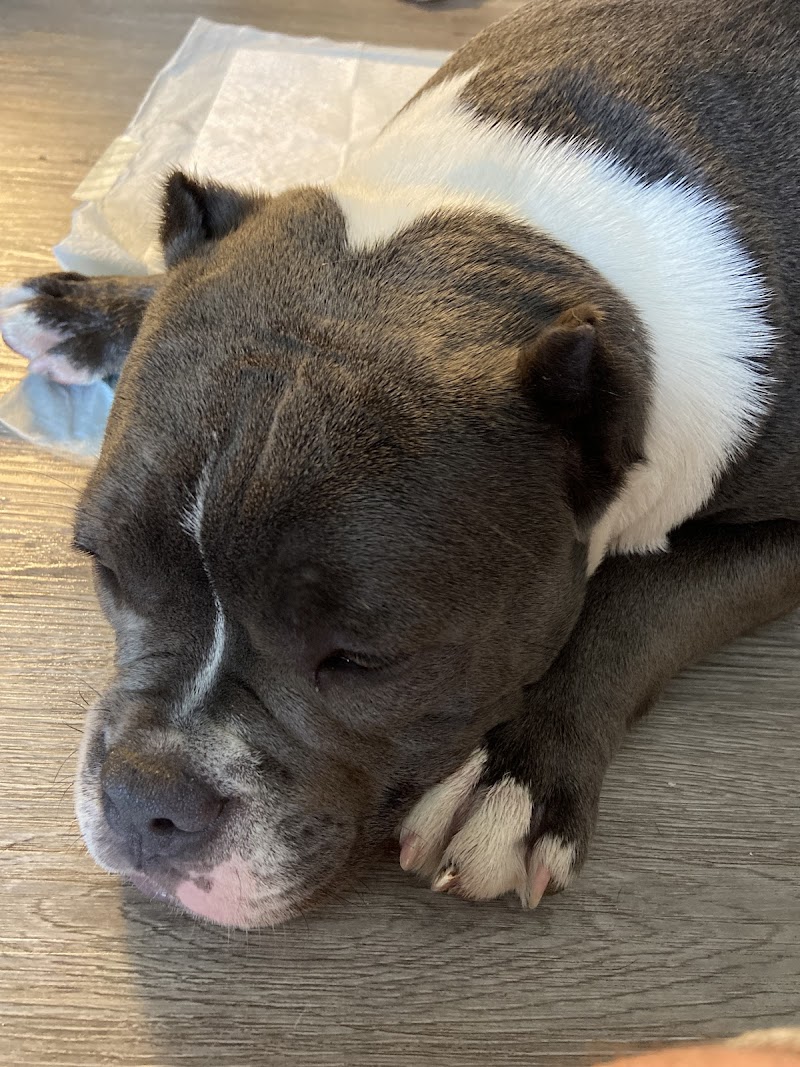 Hurley Dog and Cat Hospital photo 2