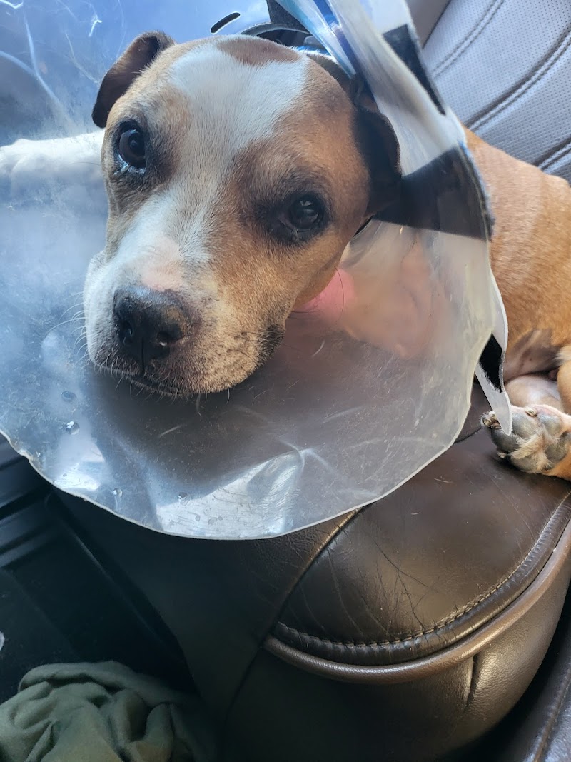 Hurley Dog and Cat Hospital photo 3