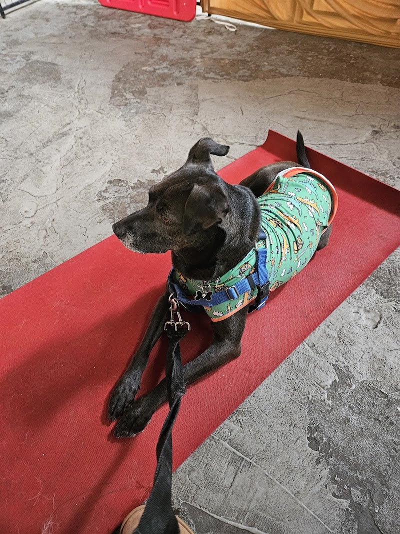 Anything Is Pawzible photo 2