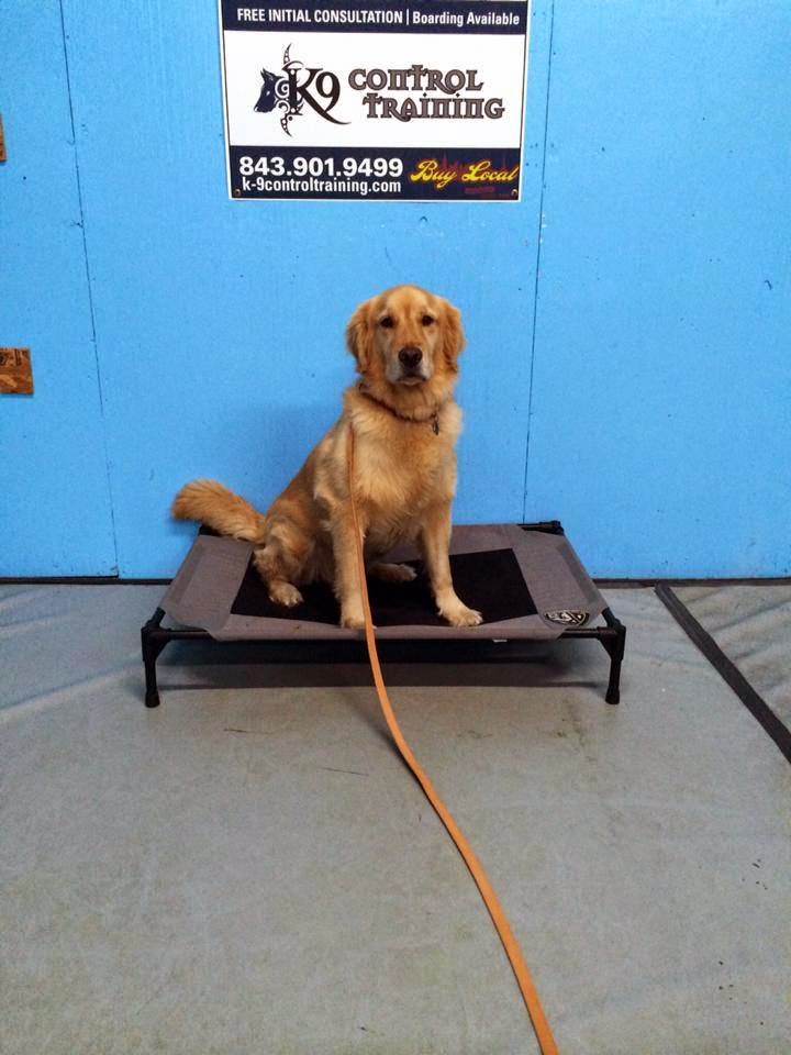 Controlled K9 photo 2