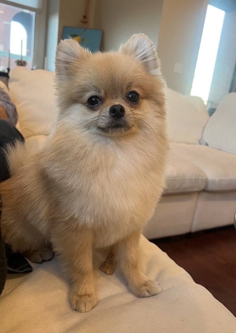 Kriser's Natural Pet photo 3