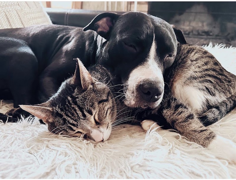 Humane Society of Clinton County