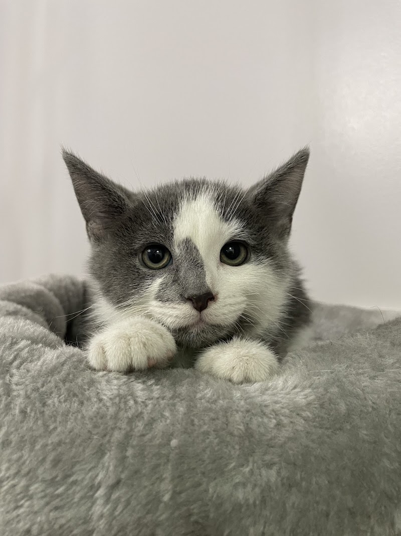 Humane Society of Clinton County photo 3