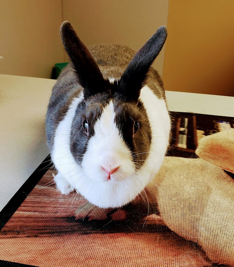 Milwaukee Walk In Vet Clinic photo 2