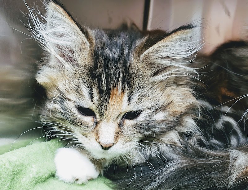 Milwaukee Walk In Vet Clinic photo 3