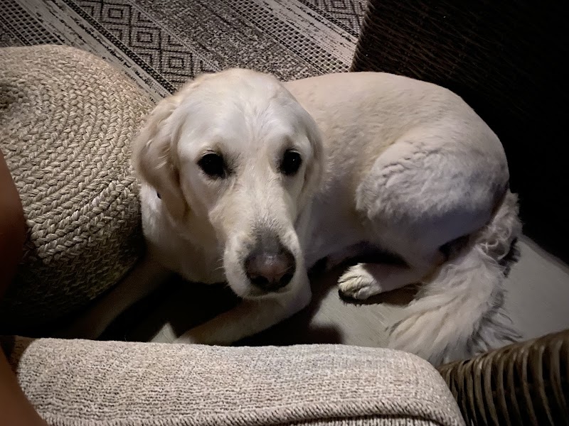 Country Kennels photo 2