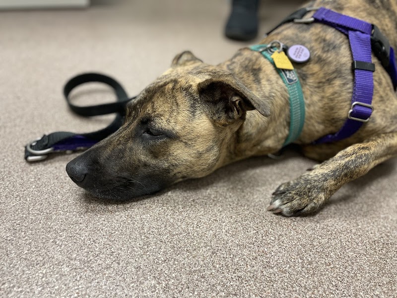 Berkley Animal Hospital photo 2