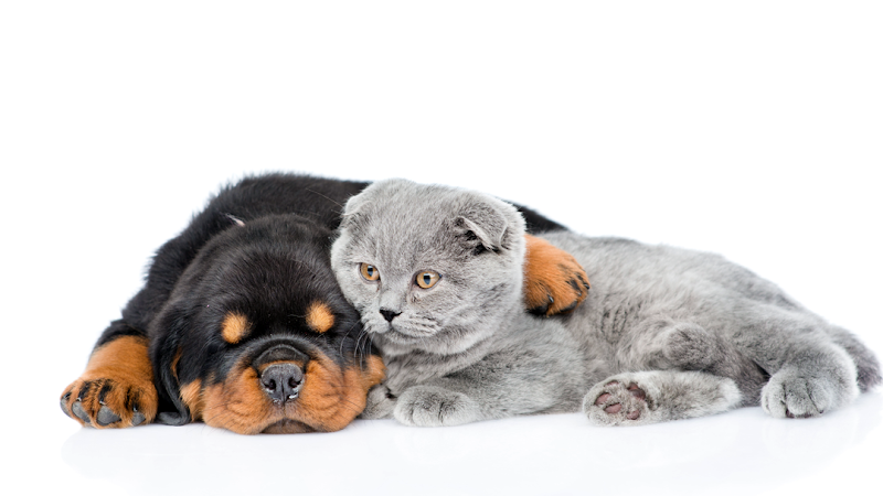 Columbia Animal Clinic