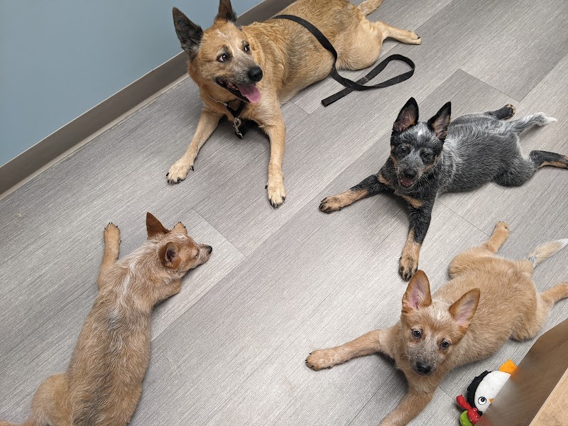 Shorewood Animal Hospital photo 2