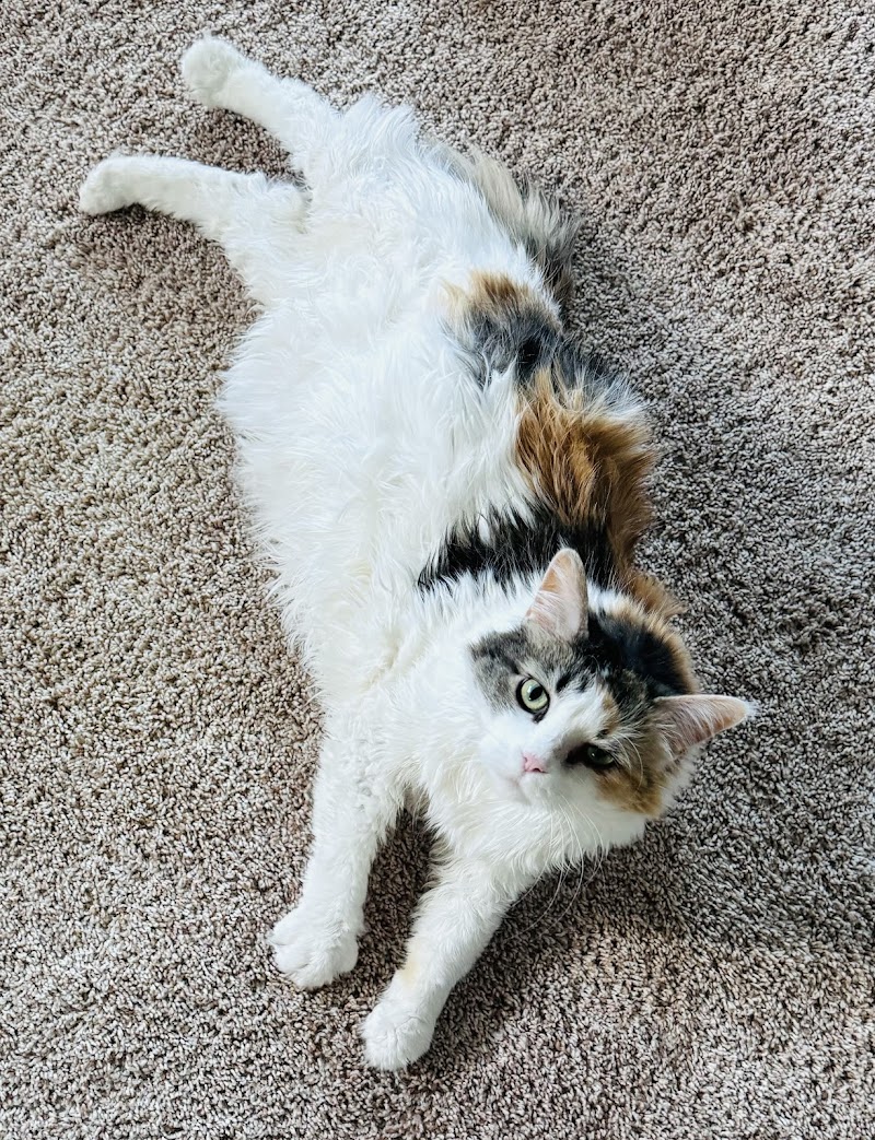 Shorewood Animal Hospital photo 3