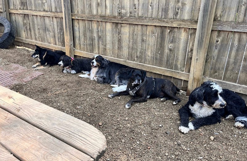 The Yuppie Puppie Grooming Salon