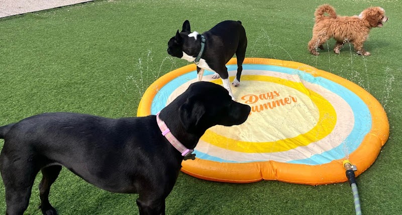 The Yuppie Puppie Grooming Salon photo 2