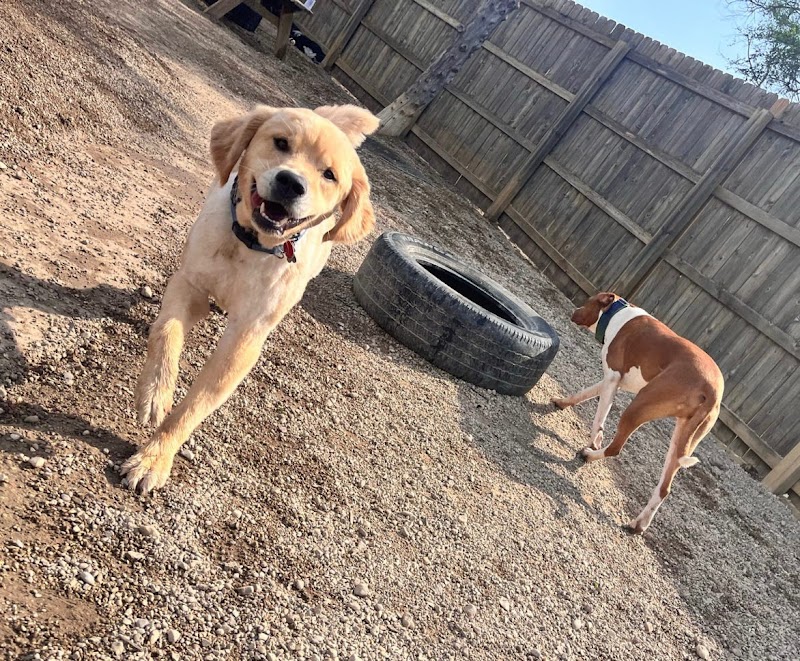 The Yuppie Puppie Grooming Salon photo 3