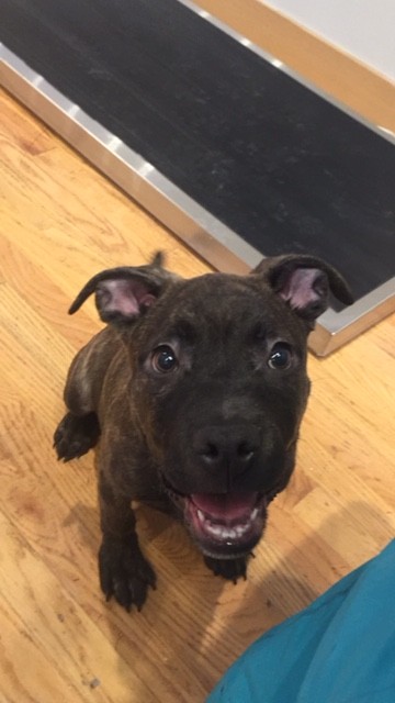 Shaker Square Animal Hospital