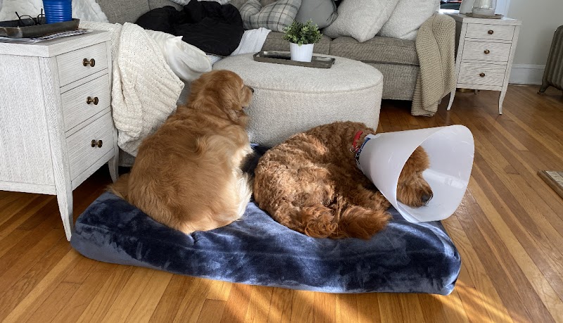 Shaker Square Animal Hospital photo 2