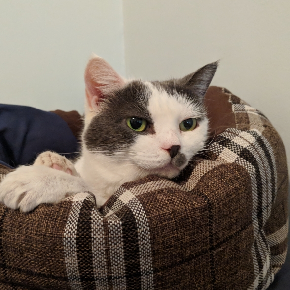 Shaker Square Animal Hospital photo 3