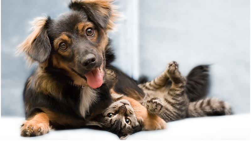 Avon Animal Hospital