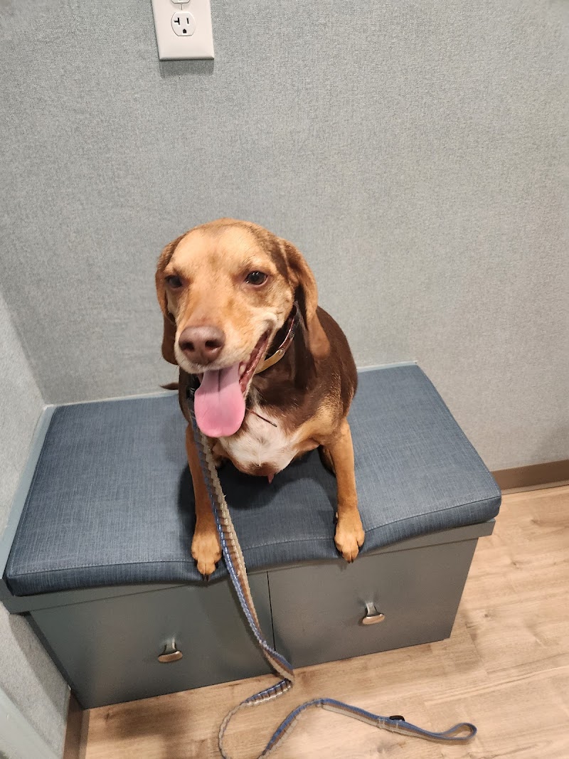 Avon Animal Hospital photo 2