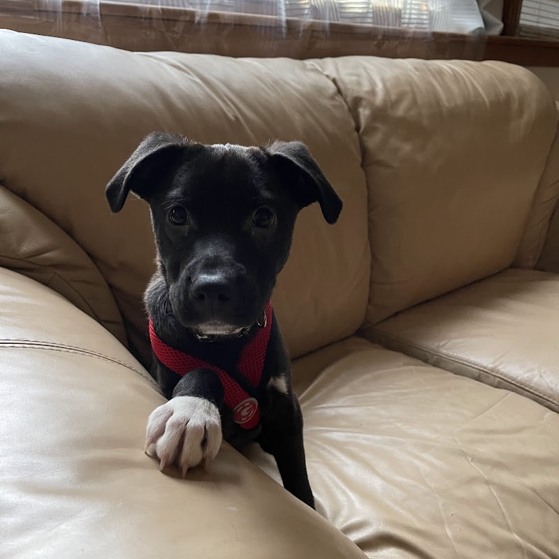 Chicago Canine Rescue