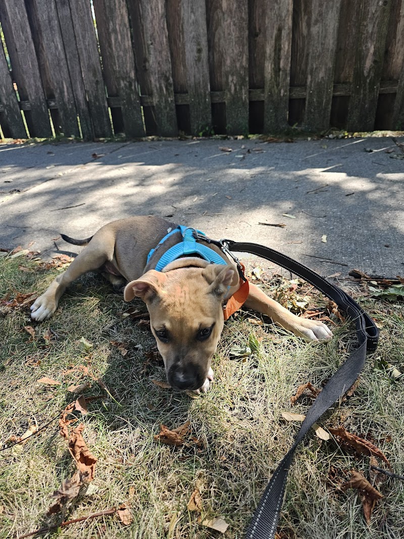 Chicago Canine Rescue photo 2