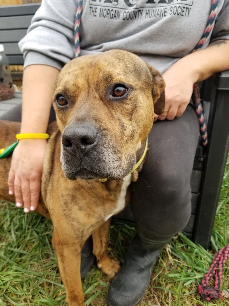 Morgan County Humane Society photo 2