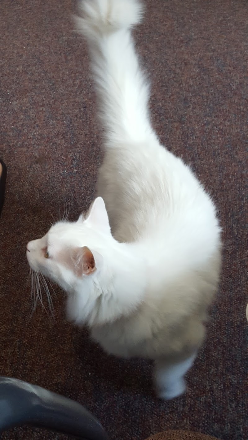 St Julian's Cat Care