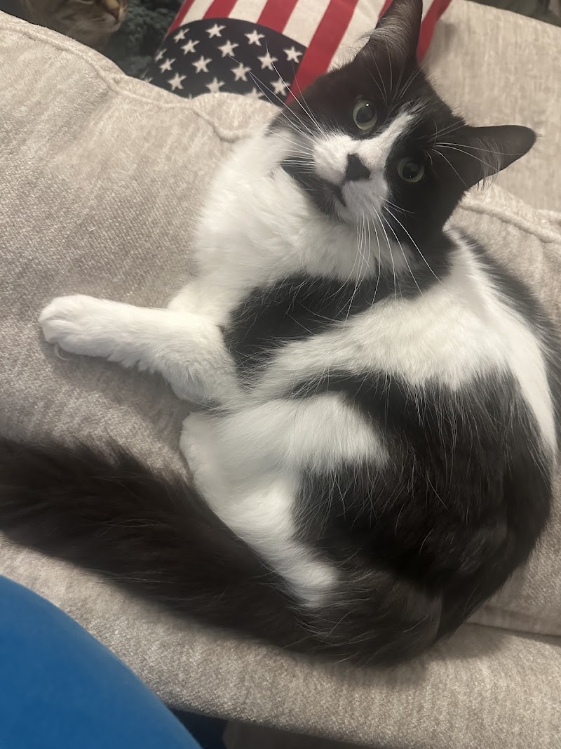 St Julian's Cat Care photo 2