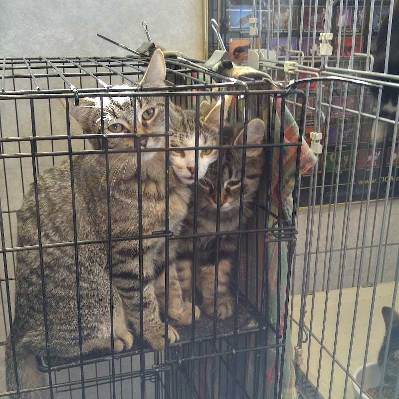 St Julian's Cat Care photo 3