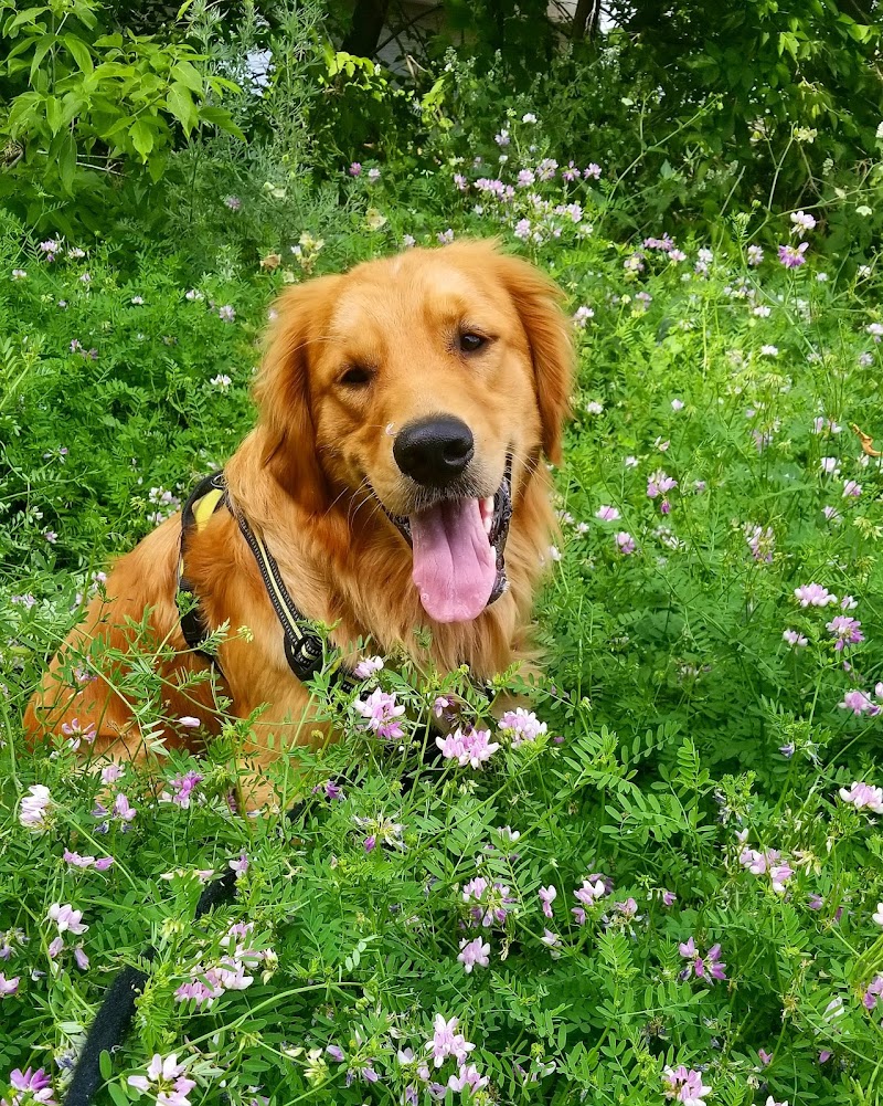 Ruff Love Dogs photo 3