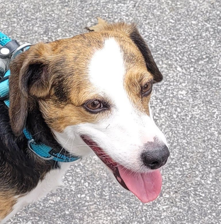 Southside Animal Shelter