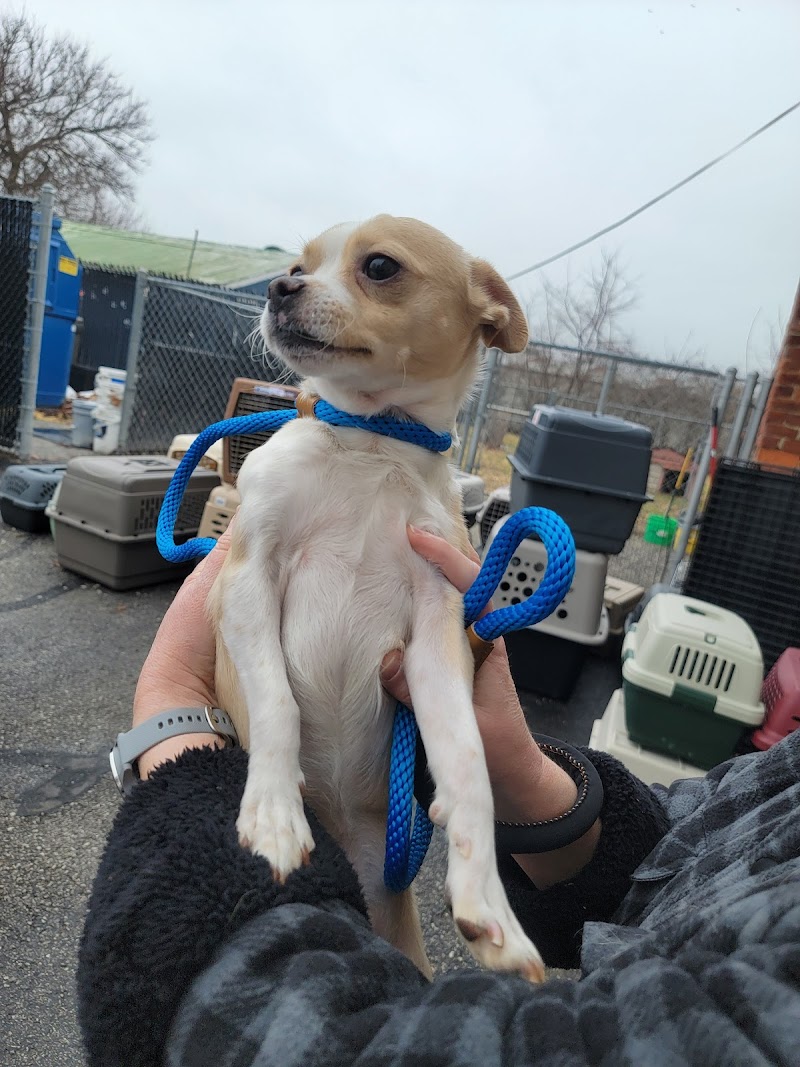 Southside Animal Shelter photo 2