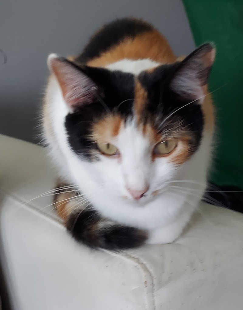 Southside Animal Shelter photo 3