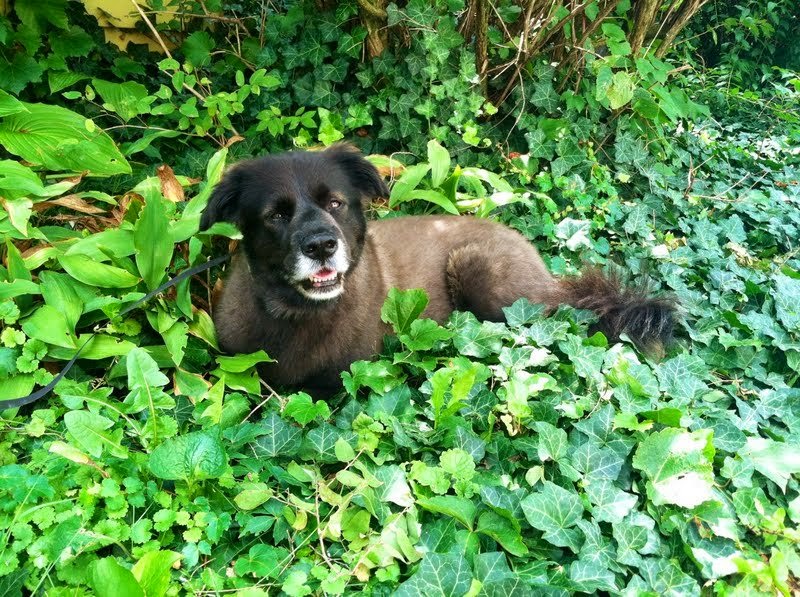 Out-U-Go! Pet Care photo 2