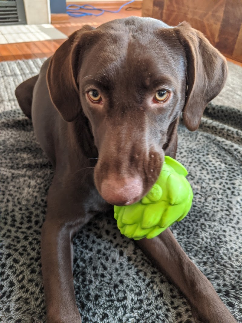 Out-U-Go! Pet Care photo 3