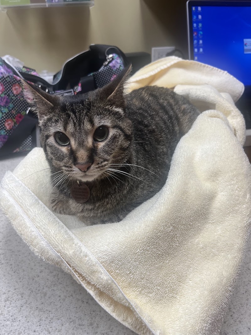 College Station Cat Clinic photo 2