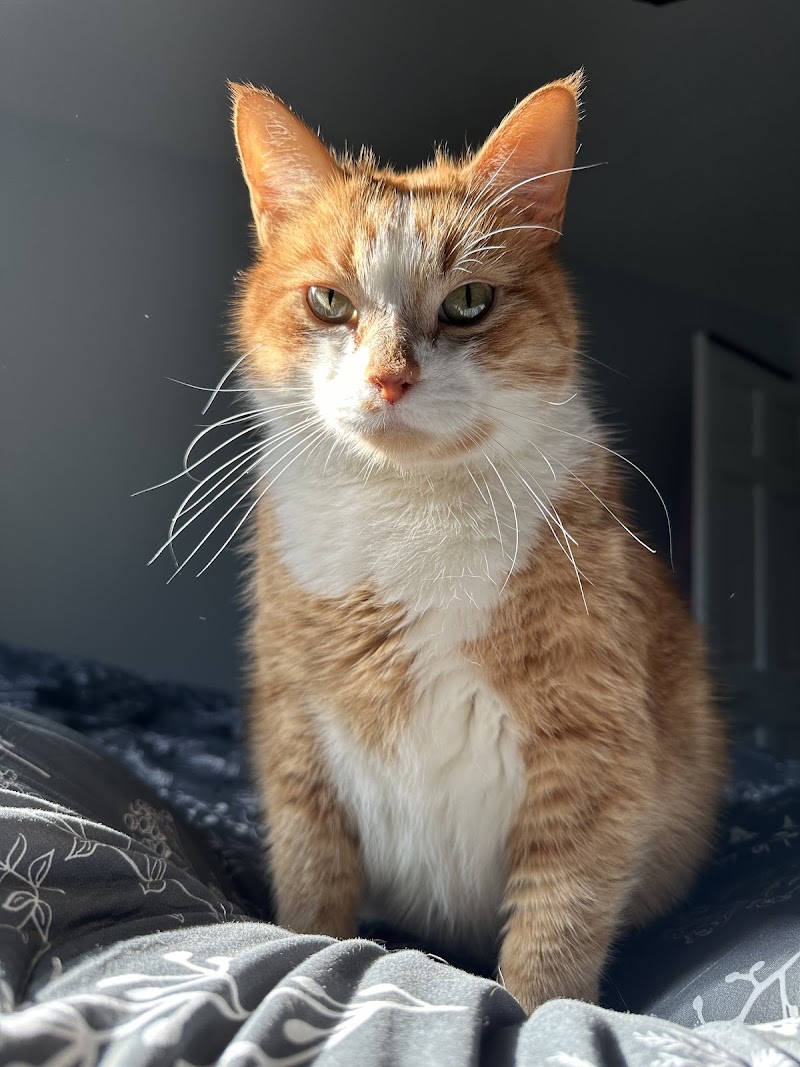 College Station Cat Clinic photo 3