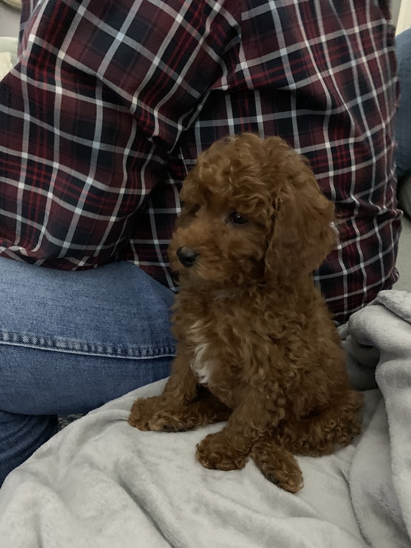 Twilight - Well Pets