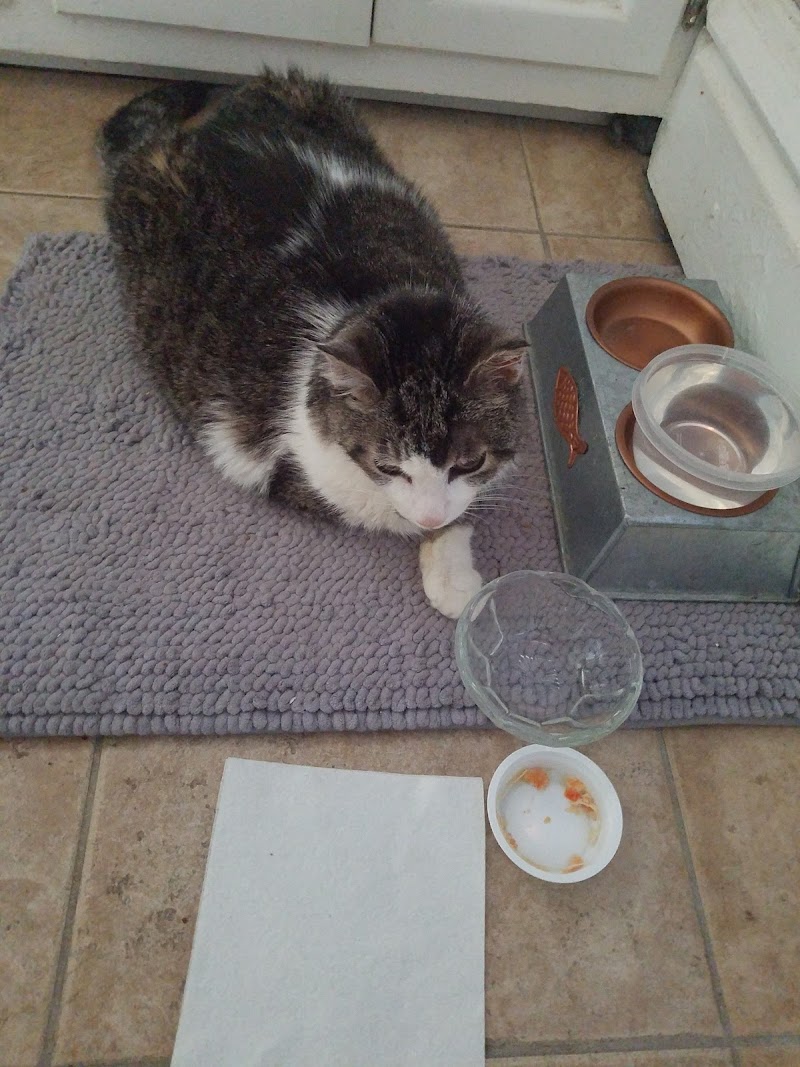 Daisy Lane Veterinary Clinic photo 2