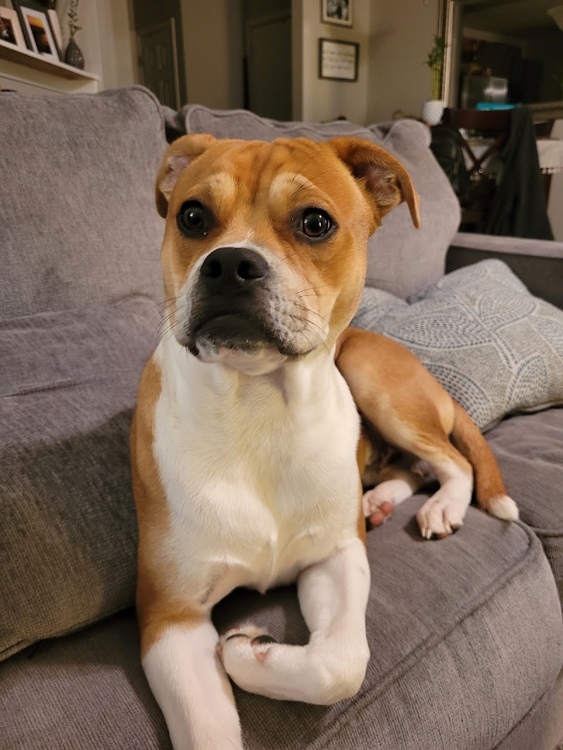 IndyHumane Downtown Clinic photo 3