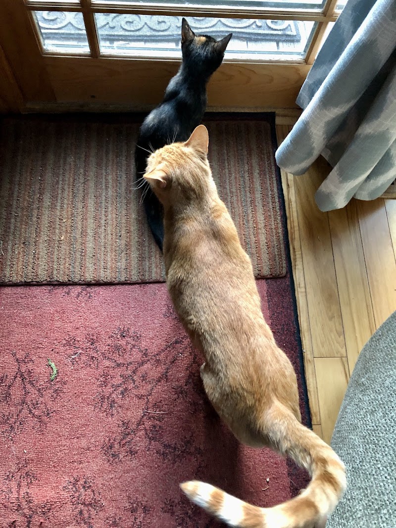 St Sophia's Forgotten Felines