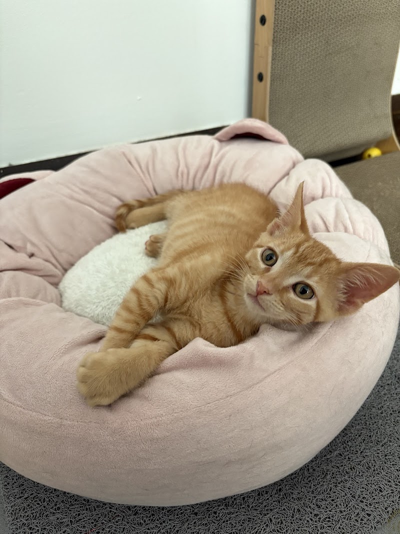 St Sophia's Forgotten Felines photo 2