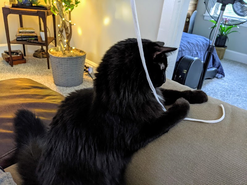 St Sophia's Forgotten Felines photo 3